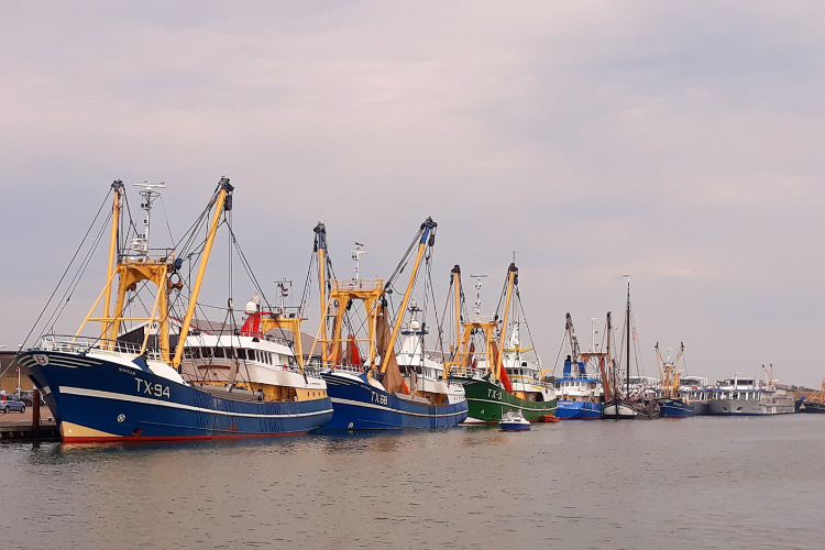 Vissersschepen in de haven van Oudeschild Texel