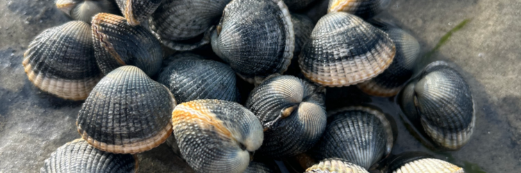Kokkels rapen op het Wad