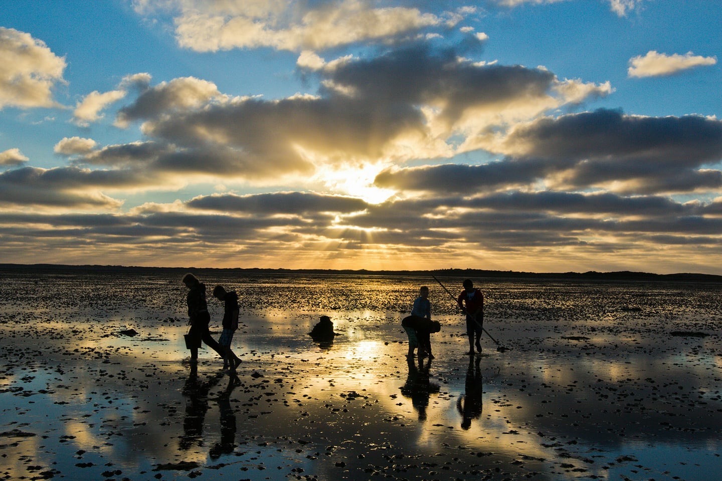 Searching for cockles on a sandbank in the Wadden Sea
