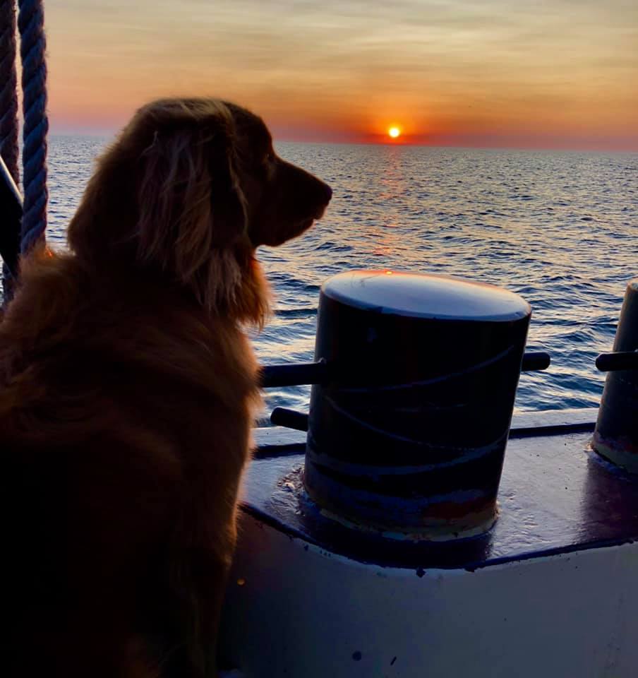 hond aan boord van antiek zeilschip tijdens ondergaande zon op de waddenzee