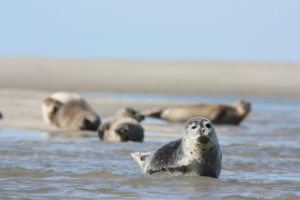 Zeehonden in de Waddenhavens van de Waddeneilanden