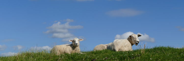 Herfstreis Dijken met schapen