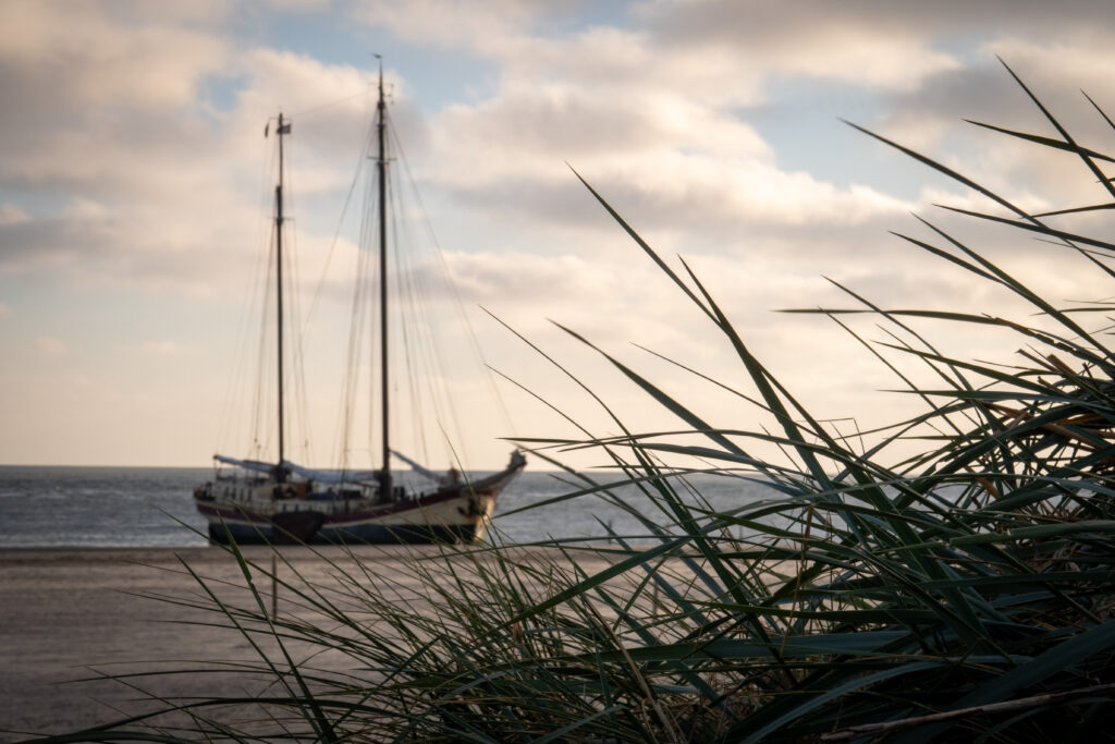 Waterwolf op Ameland